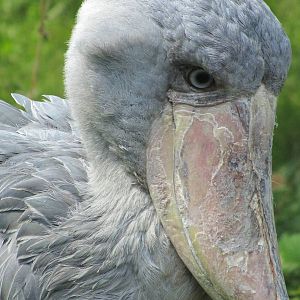 Shoebill