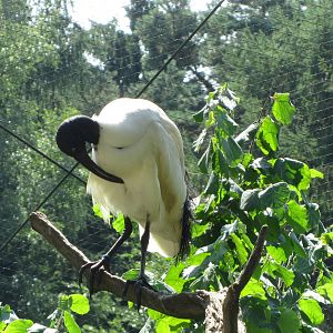 Bernier's Madagascar White Ibis