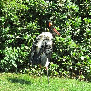 Saddle-billed stork