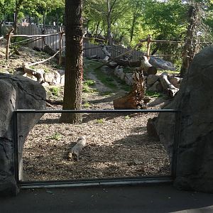 Coati enclosure - Zoo Karlsruhe