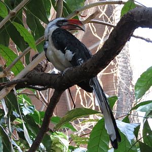 Von Der Doecken's Hornbill