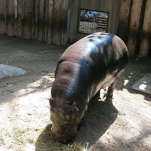 Pygmy Hippo.