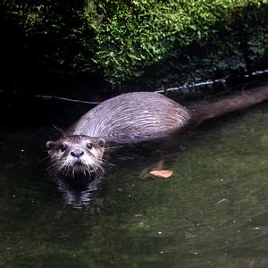 Oriental small-clawed otter