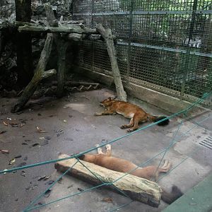 Dhole