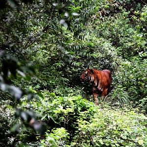 Malayan tiger