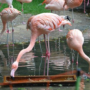 Chilean flamingo