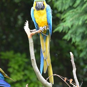 Blue-and-yellow macaw