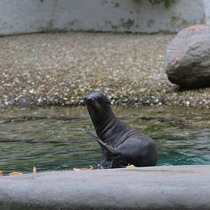 California sea lion