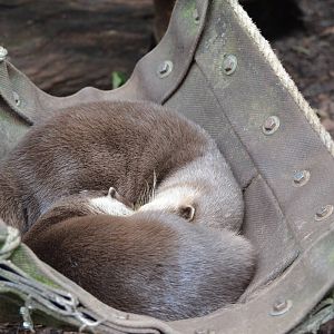 Asian small-clawed otter