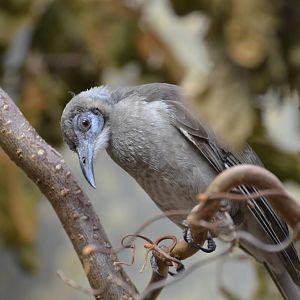 Little friarbird