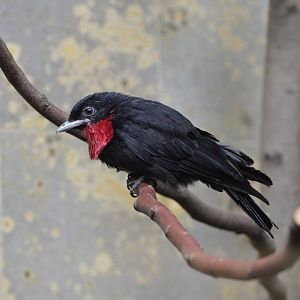Purple-throated fruitcrow