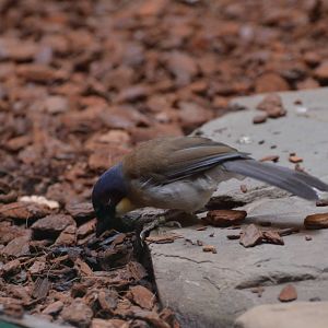 Blue-crowned laughingthrush
