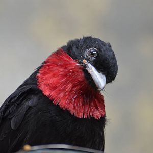 Purple-throated fruitcrow