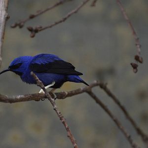 Purple honeycreeper