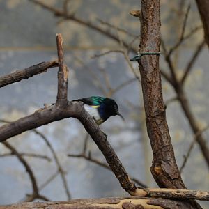Kenya variable sunbird
