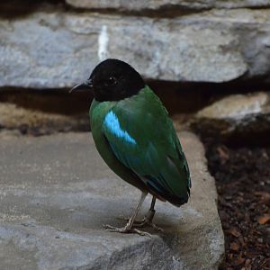Sunda Hooded pitta