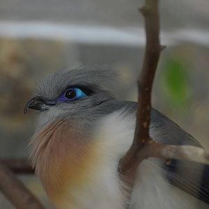 Crested coua