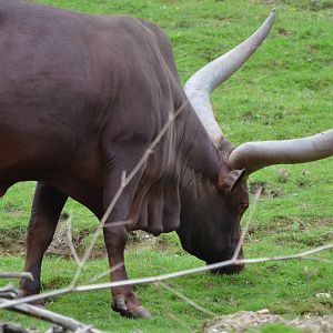 Ankole Longhorn