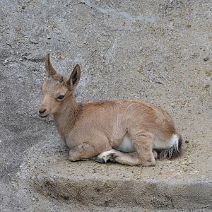 Siberian ibex