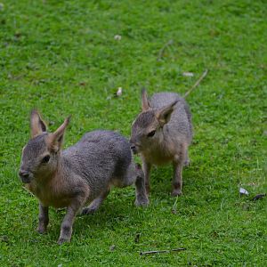 Patagonian cavy