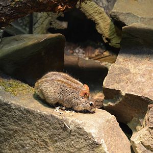 Xeric Four-striped grass mouse