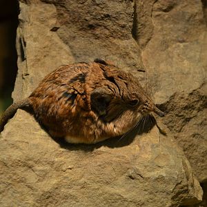 Round-eared elephant shrew