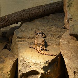 Armadillo lizard