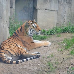 Siberian tiger