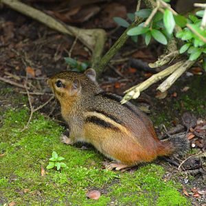 Eastern chipmunk