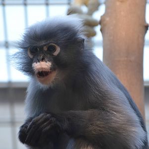 Dusky langur