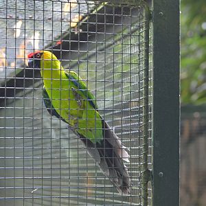 Horned parakeet