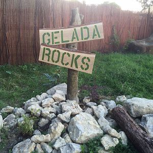 Gelada Baboon Exhibit