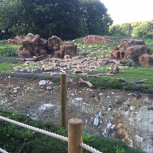 Gelada Baboon Exhibit