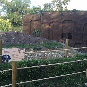 Gelada Baboon Exhibit