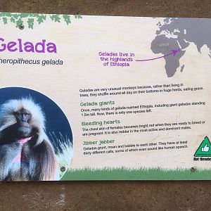 Baboon Signage