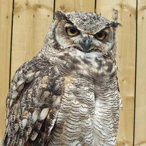 Magellan Owl (Bubo magellanicus) at Scottish Owl Centre - 9th August 2016