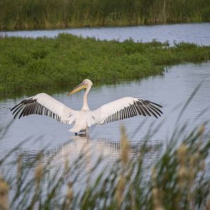 Great White Pelican