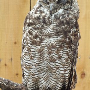 Southern Horned Owl (Bubo virginianus nacurutu) at Scottish Owl Centre - 9t