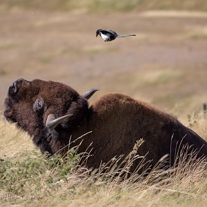 American bison; common magpie : Whipsnade : 12 Aug 2016