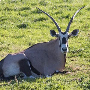 Gemsbok : Whipsnade : 12 Aug 2016