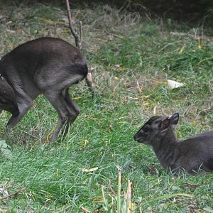 Western Blue Duikers at Colchester, 13/08/16