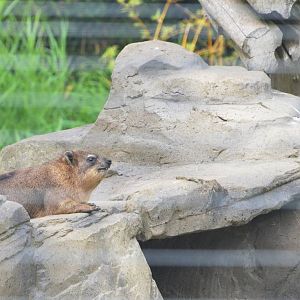 Syrian Rock Hyrax at Colchester, 13/08/16