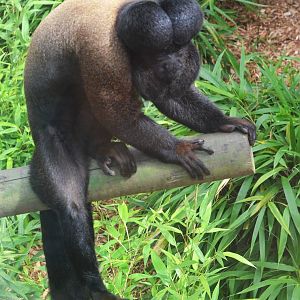 Red-backed Bearded Saki at Colchester, 13/08/16