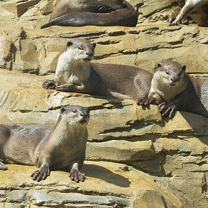 Indochinese Smooth-coated Otters at Colchester, 13/08/16