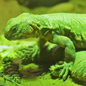 Geyr?s Spiny-tailed Lizard at Colchester, 13/08/16