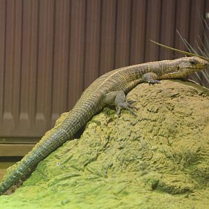 Common Giant Plated Lizard at Colchester, 13/08/16