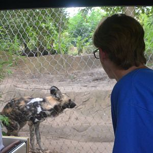 A Zoochatter Not Seeing a Jackal at Colchester, 13/08/16
