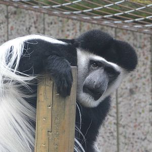 Kilimanjaro Colobus at Colchester, 13/08/16
