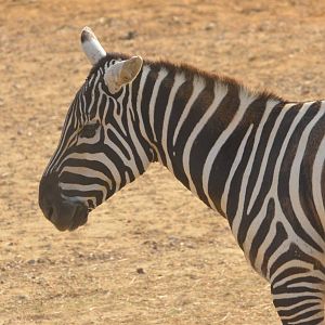 Selous' (Maneless) Zebra at Colchester, 13/08/16