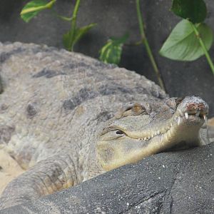 Slender-snouted Crocodile - Chimpanzee Lookout at Colchester, 13/08/16